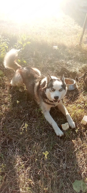 Vând husky siberian, rasă pură  - imagine 2
