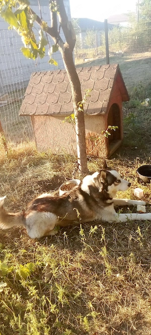 Vând husky siberian, rasă pură  - imagine 3