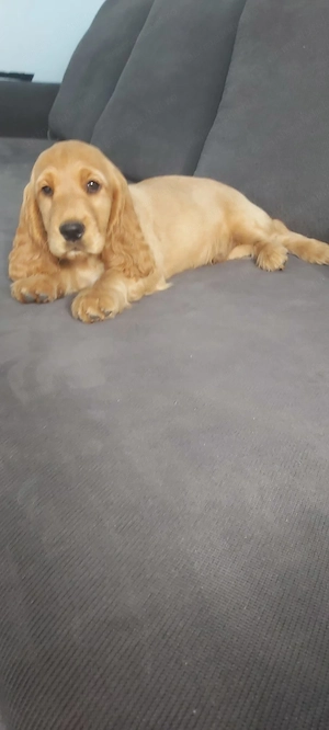 Cocker spaniel englez - imagine 5