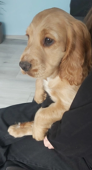 Cocker spaniel englez - imagine 2