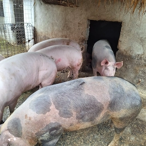 Vând porci de carne crescuți bio - imagine 2