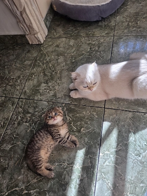 Baietel scottish fold longhair - imagine 2