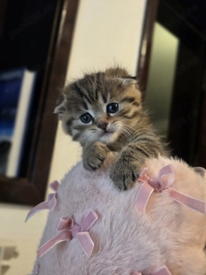 Baietel scottish fold longhair - imagine 3