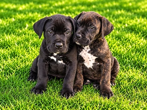 Pui cane corso 9 săptămâni  - imagine 5