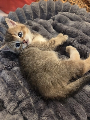 Baietel british shorthair - imagine 2