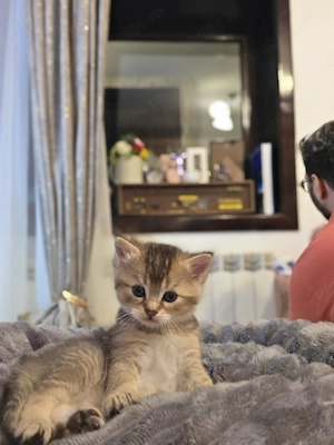Baietel british shorthair
