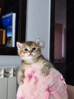 Baietel british shorthair - imagine 3