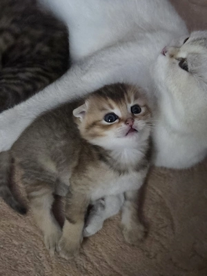 Baietel scottish fold golden - imagine 2
