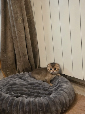 Baietel scottish fold golden