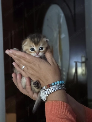 Baietel scottish fold golden - imagine 3