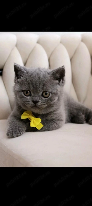 British Shorthair!!!