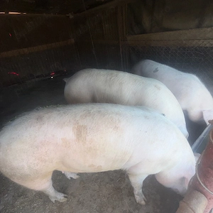 Porci pentru masa de Crăciun 150-170