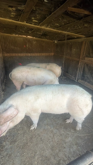Porci pentru masa de Crăciun 150-170 - imagine 5