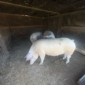 Porci pentru masa de Crăciun 150-170 - imagine 3