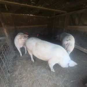 Porci pentru masa de Crăciun 150-170 - imagine 2