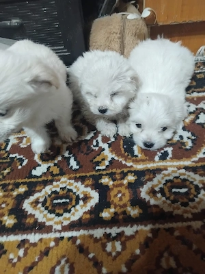 căței bichon maltez - imagine 2