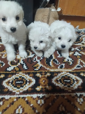 căței bichon maltez - imagine 3