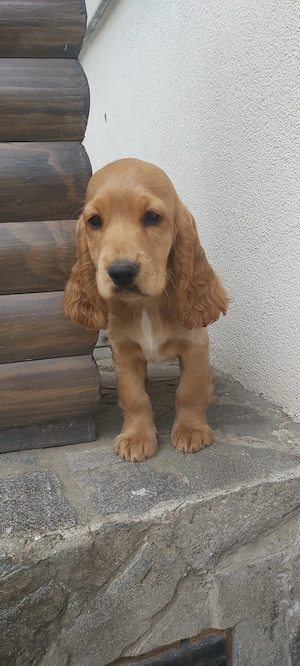 Cocker spaniel englez -fetite - imagine 2