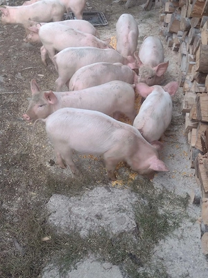 Vând purcei de 8 saptamani