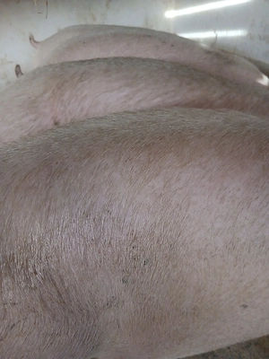 porci rasa pik 120 - 200 kg  - imagine 4