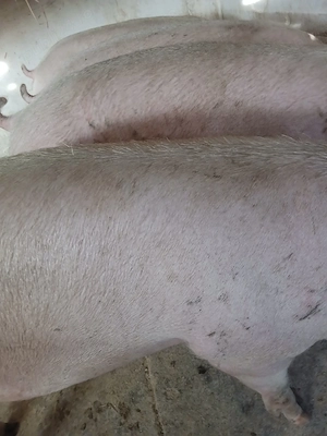 porci rasa pik 120 - 200 kg  - imagine 3