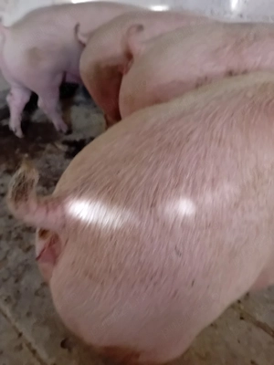 porci rasa pik 125 -200 kg