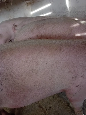 porci rasa pik 125 -200 kg - imagine 2