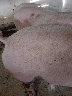 porci rasa pik 125 -200 kg - imagine 4