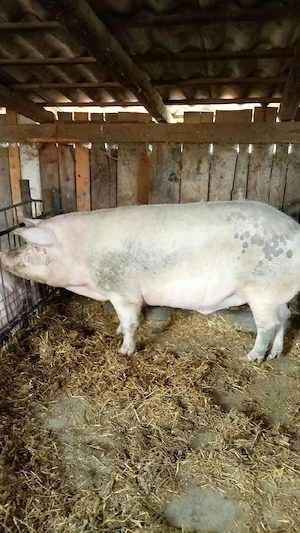 De vanzare porc mare pentru sacrifiat 