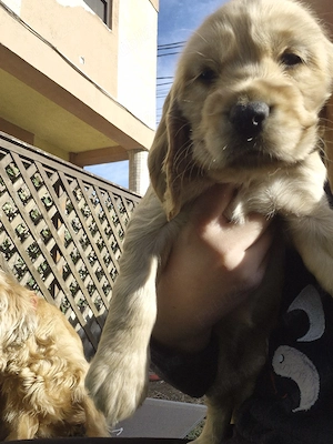 Cocker Spaniel Englez - imagine 2