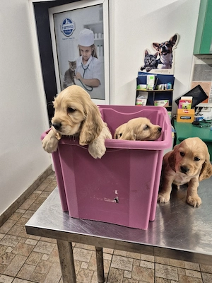 Cocker Spaniel Englez - imagine 3