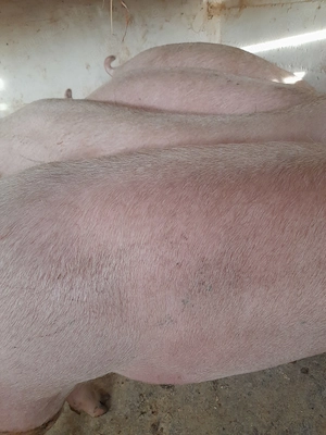 porci de carne pik 120 - 250  kg 9 lei - imagine 4