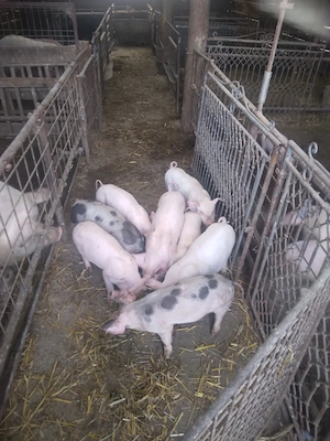 Vand purcei de 6 săptămâni  mănâncă  uscat - imagine 2