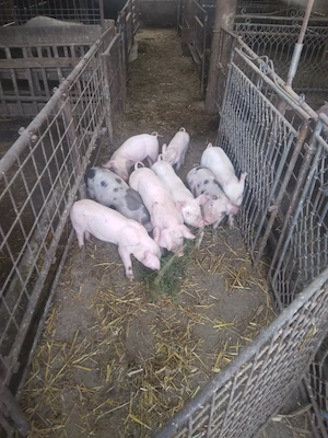 Vand purcei de 6 săptămâni  mănâncă  uscat - imagine 3