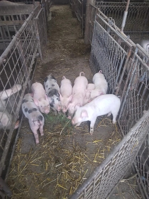 Vand purcei de 6 săptămâni  mănâncă  uscat