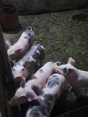 Purcei 8 săptămâni 
