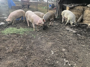 Vând porci pentru sacrificat  - imagine 2