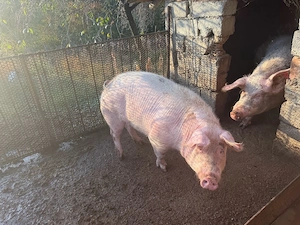 Porci de vanzare  - imagine 2