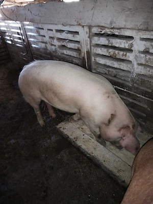 Vand porc de 1 an  - imagine 2