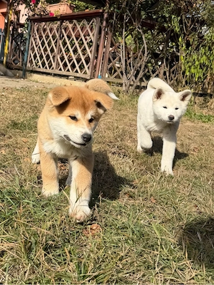 Puiuți Akita Inu ! - imagine 3