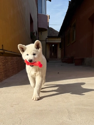 Puiuți Akita Inu ! - imagine 2