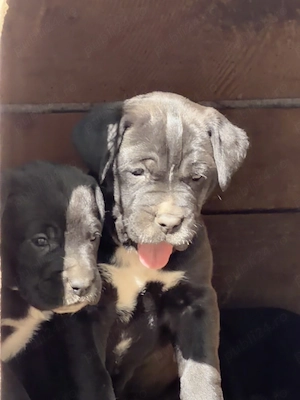 Cățeluși Cane Corso de VÂNZARE - imagine 3