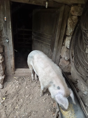 vier de vanzare