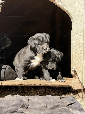 Cățeluși Cane Corso de VÂNZARE - imagine 4