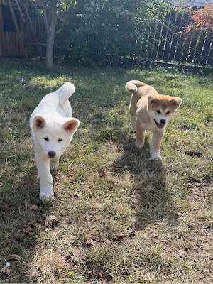 Puiuți Akita Inu ! - imagine 5