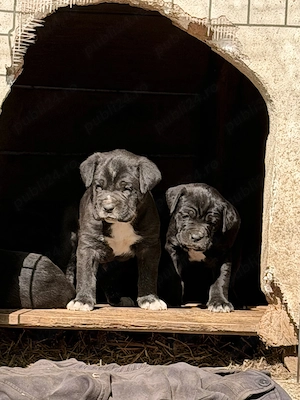 Cățeluși Cane Corso de VÂNZARE - imagine 5
