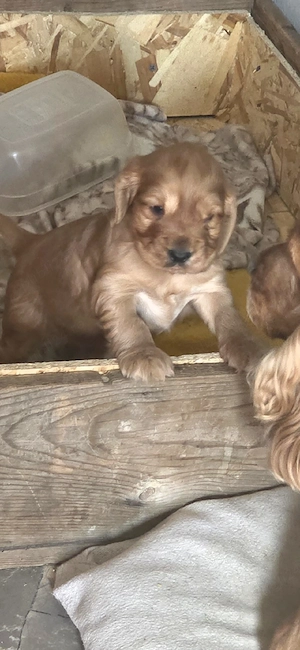 coker spaniel