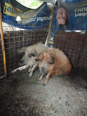 Porci mangalita