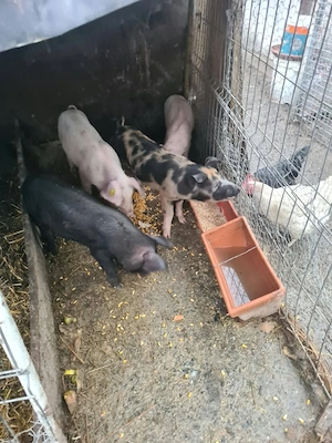 vînd purcei 9 săptămîni, Landras Petran