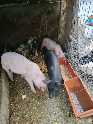 vînd purcei 9 săptămîni, Landras Petran - imagine 2